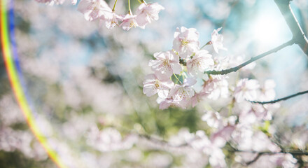春　風に揺れるピンクの桜の花　河津さくら　照り付ける太陽の日差しを受けてキラキラ輝く花びらレンズフレア　淡い色の花と青空　季節・入学・入社・新生活の背景