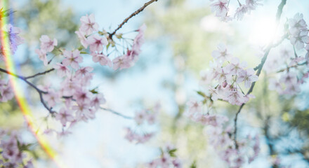 春　風に揺れるピンクの桜の花　河津さくら　照り付ける太陽の日差しを受けてキラキラ輝く花びらレンズフレア　淡い色の花と青空　季節・入学・入社・新生活の背景