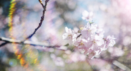 春　風に揺れるピンクの桜の花　河津さくら　照り付ける太陽の日差しを受けてキラキラ輝く花びらレンズフレア　淡い色の花と青空　季節・入学・入社・新生活の背景