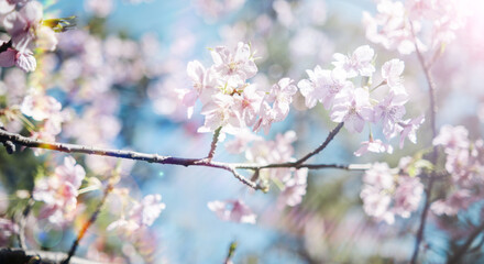 春　風に揺れるピンクの桜の花　河津さくら　照り付ける太陽の日差しを受けてキラキラ輝く花びらレンズフレア　淡い色の花と青空　季節・入学・入社・新生活の背景