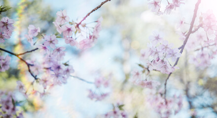 春　風に揺れるピンクの桜の花　河津さくら　照り付ける太陽の日差しを受けてキラキラ輝く花びらレンズフレア　淡い色の花と青空　季節・入学・入社・新生活の背景