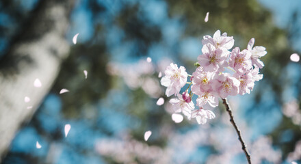 春　風に揺れるピンクの桜の花　河津さくら　照り付ける太陽の日差しを受けてキラキラ輝く花びら　淡い色の花と青空　季節・入学・入社・新生活の背景