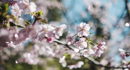 春　風に揺れるピンクの桜の花　河津さくら　照り付ける太陽の日差しを受けてキラキラ輝く花びら　淡い色の花と青空　季節・入学・入社・新生活の背景