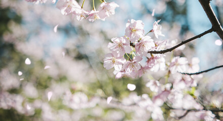 Fototapeta premium 春 風に揺れるピンクの桜の花 河津さくら 照り付ける太陽の日差しを受けてキラキラ輝く花びら 淡い色の花と青空 季節・入学・入社・新生活の背景