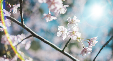 Obraz premium 春 風に揺れるピンクの桜の花 河津さくら 照り付ける太陽の日差しを受けてキラキラ輝く花びら 淡い色の花と青空 季節・入学・入社・新生活の背景