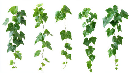Green Vine Leaves