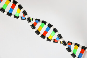 One DNA structure model on white background, above view