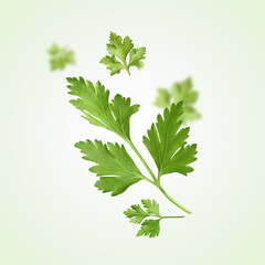Fresh green parsley leaves in air on light green background