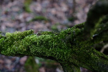 spring forest in the background