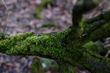 moss on a log with an autumn forest in the background