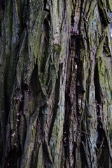 moss on a log with an autumn forest in the background