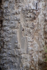 spring forest in the background