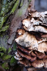 moss on a log with an autumn forest in the background