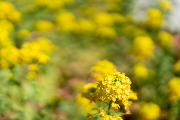 季節を感じる満開の菜の花
