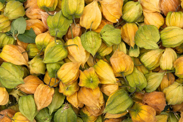 Cape gooseberries in the Colombian peasant market - Physalis peruviana