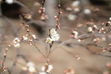白梅のつぼみと開花の早春風景