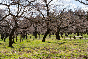 白梅のつぼみと開花の早春風景