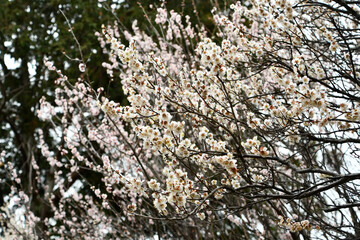 早春の梅の花