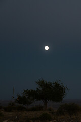 Full moon in the dark night sky and silhouette of trees in the desert
