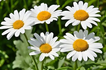 Obraz premium Beautiful White Daisies Spring Flowers Nature Photography day daisy bloom plant macro