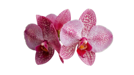 Blooming pink orchids with transparent background: a stunning floral display