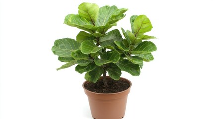 Fiddle Leaf Fig