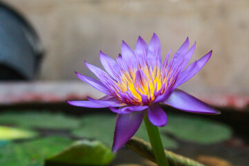 Focus on the beautiful purple lotus flower blooming naturally in the tub. Concept of auspicious...