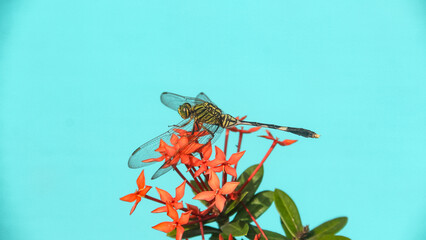 Orthetrum Sabina or rhinoceros dragonfly, the slender skimmer or green marsh hawk, is a species of dragonfly in the family Libellulidae. Rhinoceros dragonfly perched on a flower and a bright blue back