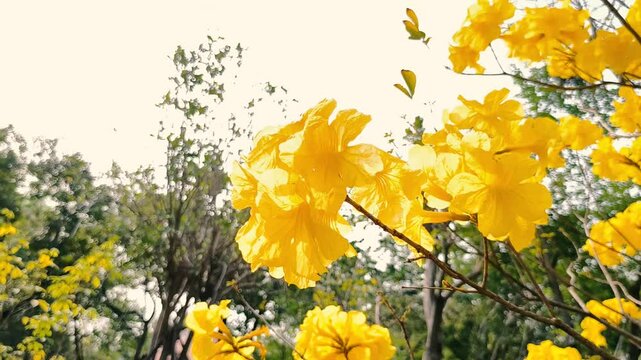 Footage Full HD 1080p, low angle. Yellow elder (Tecoma stans). Bright yellow flowers, a tropical shrub. Morning sunlight and Real time quality video