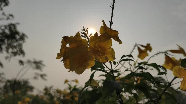 Footage Full HD 1080p, low angle. Yellow elder (Tecoma stans). Bright yellow flowers, a tropical shrub. Morning sunlight and Real time quality video