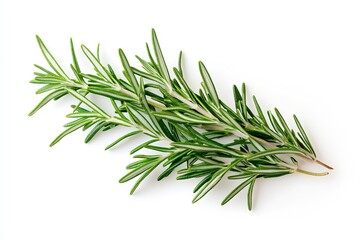 Fototapeta premium Fresh green rosemary sprig featuring vibrant leaves perfect for culinary use and decoration : Generative AI