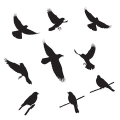 Obraz premium Premium vector silhouette bird's. Black bird design vector . 