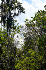 Fototapeta premium trees in the woods