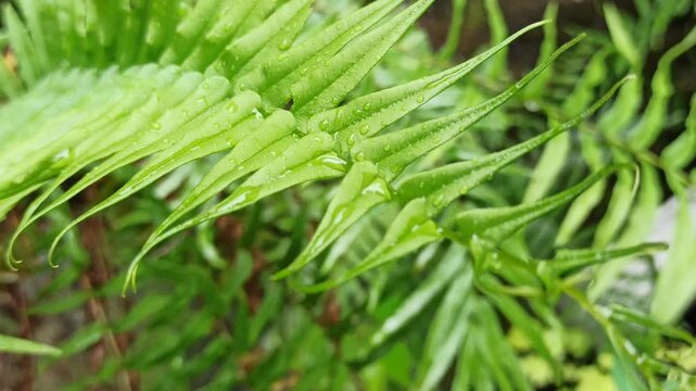 Fresh green Pteris vittata leaves with elegant, narrow fronds displaying natural patterns and vibrant textures, perfect for botanical and nature-themed visuals.