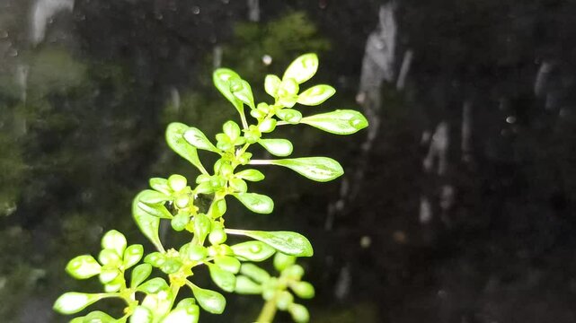 Pilea microphylla