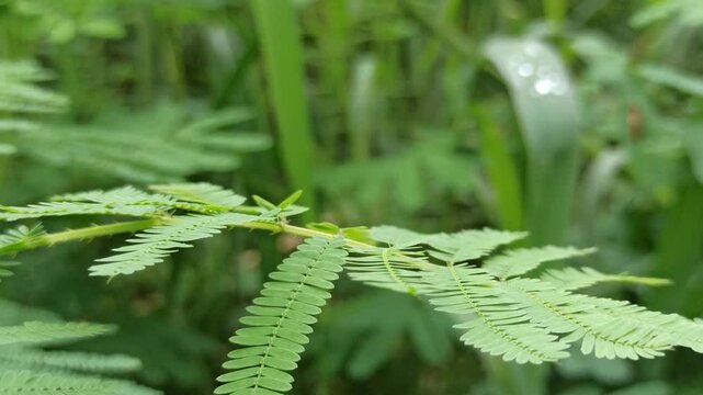 The delicate leaves of the Mimosa pudica plant gently fold when touched, showcasing their sensitive movement and lush green texture.