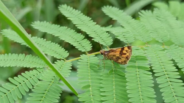 silver-spotted skipper in the garden