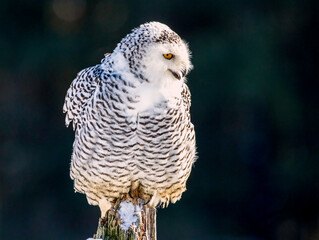 Snowy owl (Bubo scandiacus) perching on a rotten tree stump on a cold winter morning against dark...