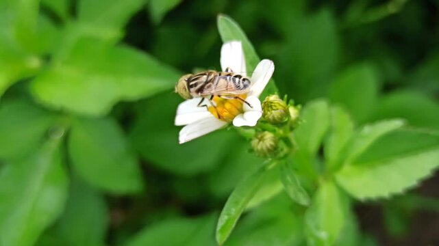 nectar sucking fly