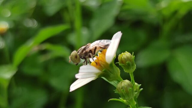 nectar sucking fly