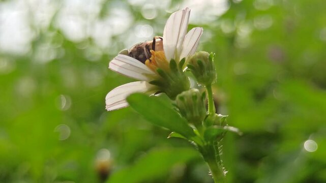 nectar sucking fly