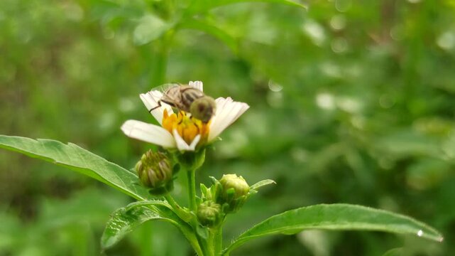 nectar sucking fly