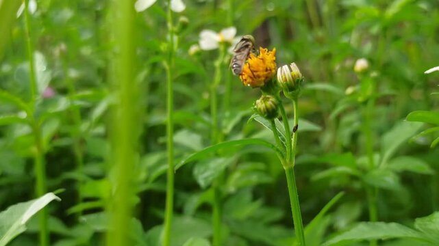 nectar sucking fly