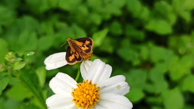 silver-spotted skipper in the garden