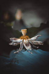 Lotus flowers of various shapes and colors