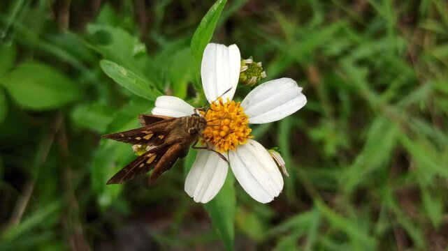 silver-spotted skipper in the garden