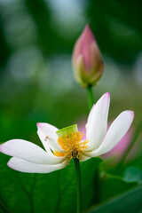 Lotus flowers of various shapes and colors