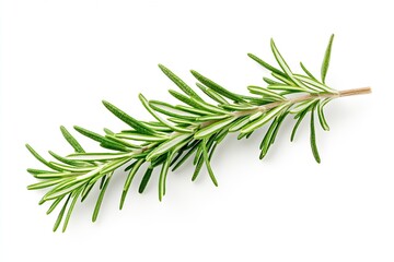 Elegant rosemary herb twigs portraying fresh and vibrant foliage great for adding flavor to dishes and cooking : Generative AI