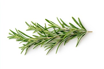Fototapeta premium Beautifully arranged rosemary sprig showcasing fresh leaves perfect for cooking and herbal remedies : Generative AI
