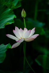 Obraz premium Lotus flowers of various shapes and colors